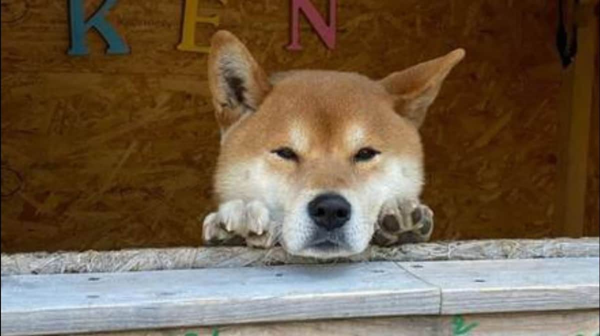 Conmociona muerte de Ken, un perrito famoso por vender camotes en Japón