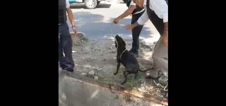 VIDEO: Policías rescatan a perrita en Nezahualcóyotl, Edomex; habría caído al drenaje