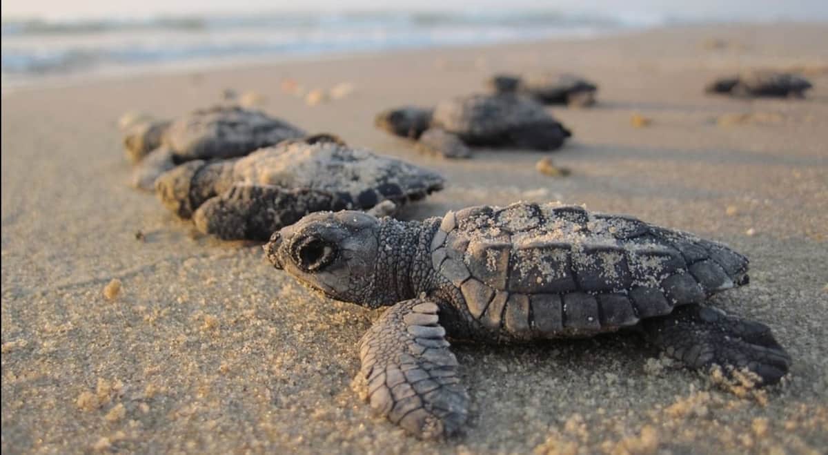 Saquean nidos de tortugas en Yucatán; se refuerza la seguridad