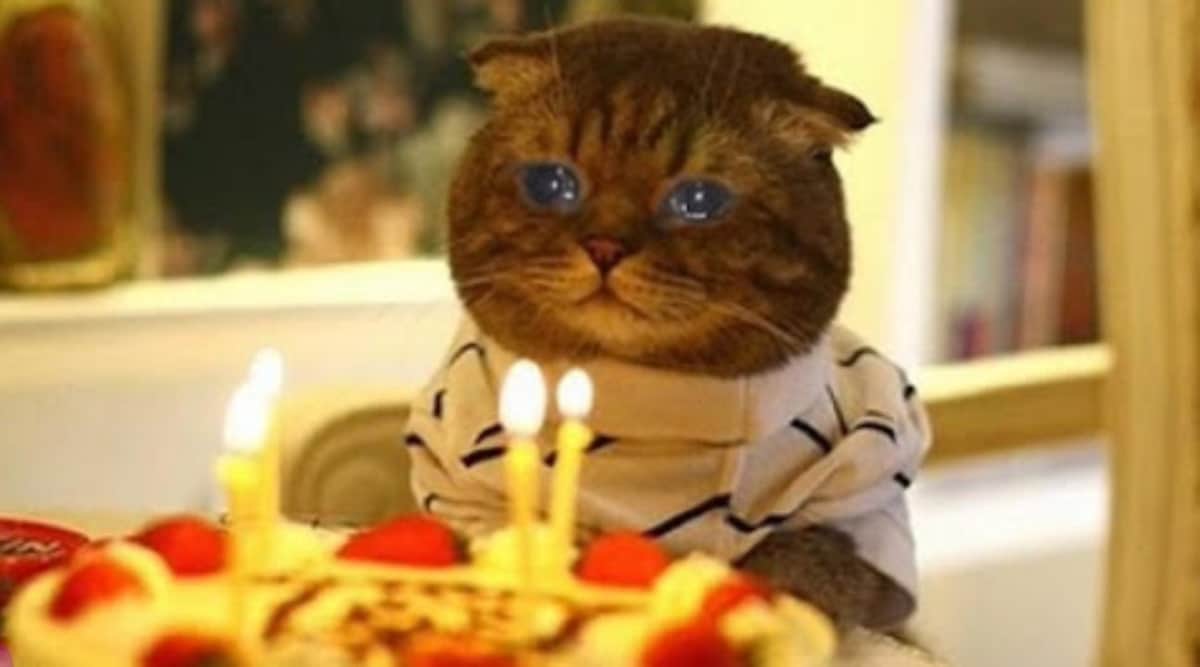 Varias personas se contagian de Covid tras asistir a fiesta de cumpleaños... de un gato