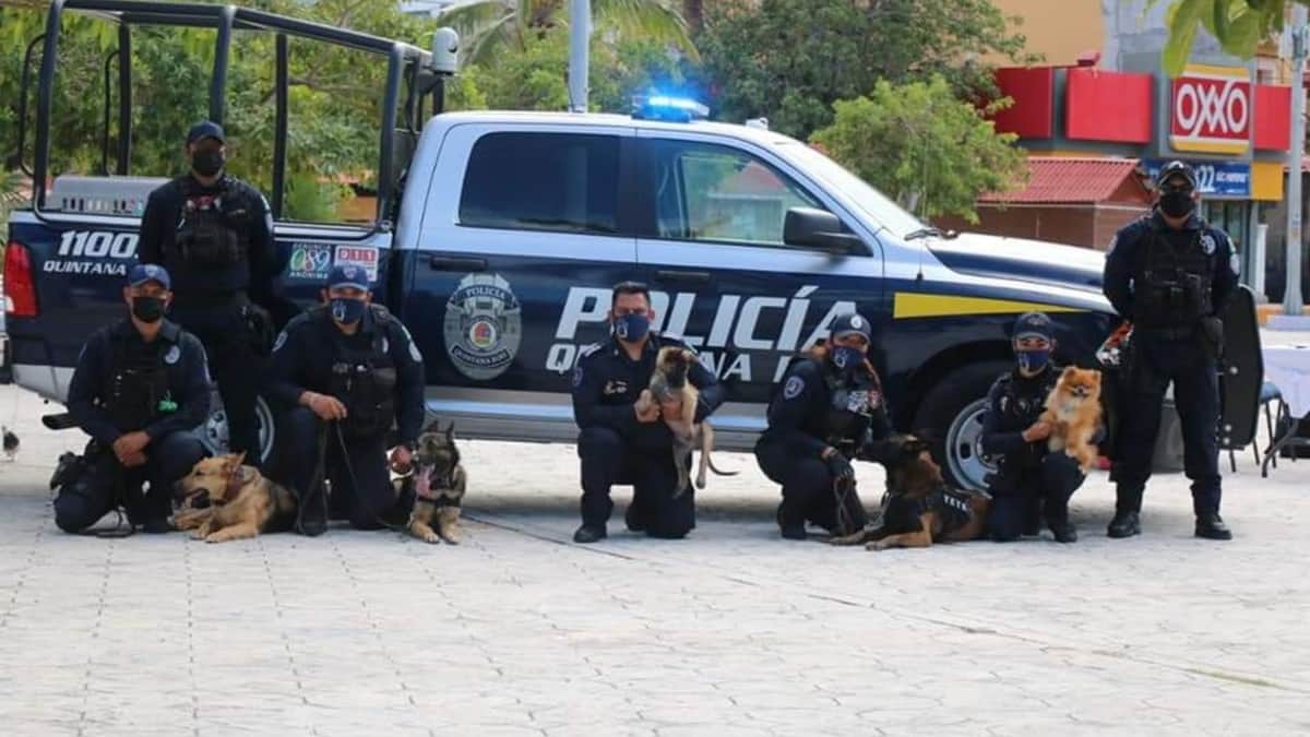 La Unidad Canina K9, con respaldo del C5, contribuye a prevenir y disuadir los delitos