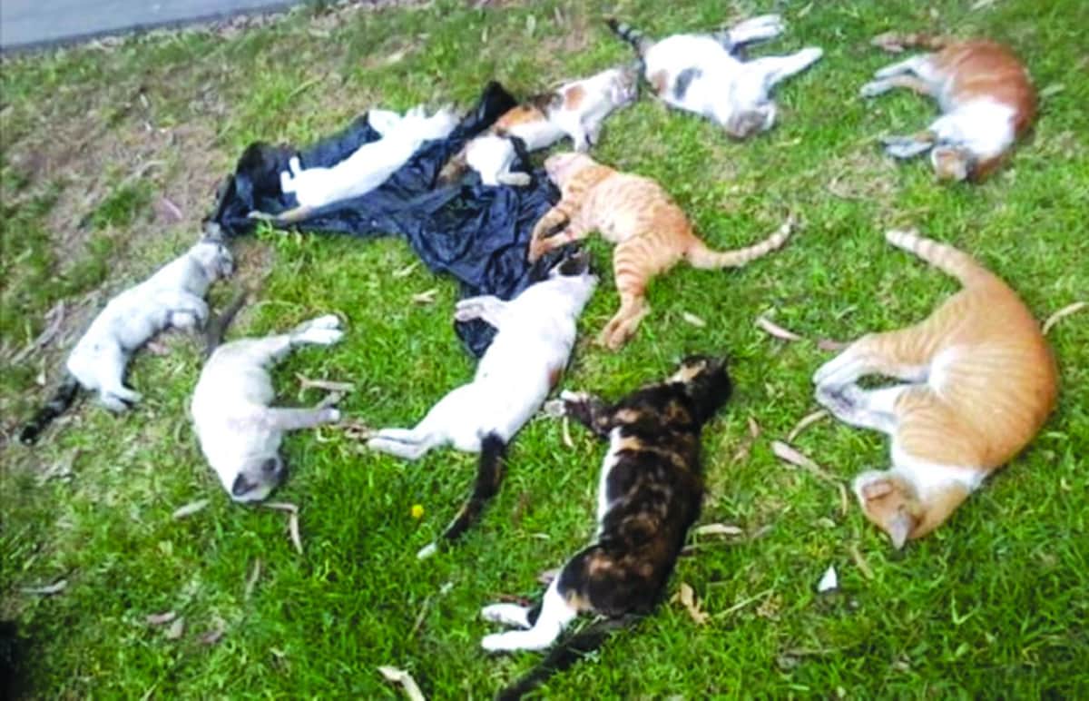 ¡LAMENTABLE! Alrededor de 30 gatos fueron envenenados en Mérida