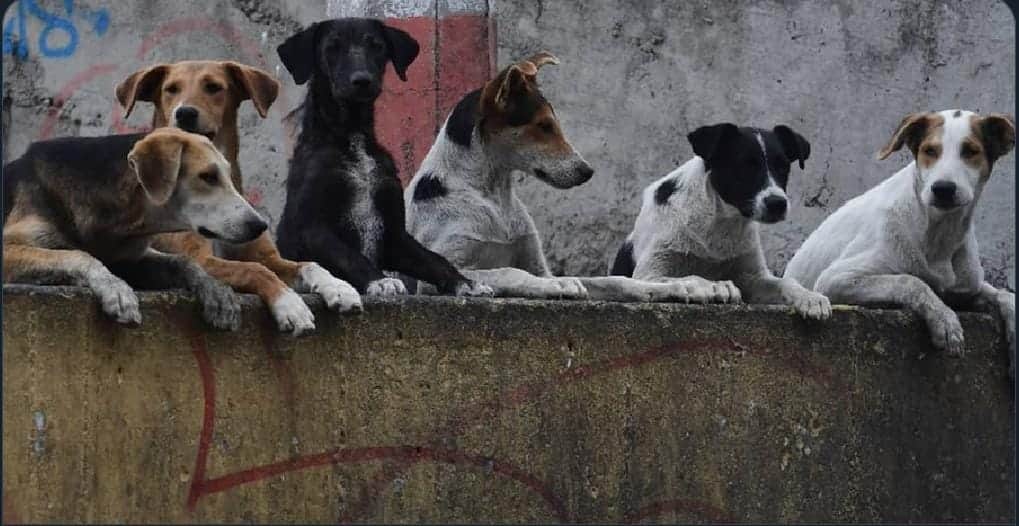 Muere hombre tras ser atacado por perros en el Edomex