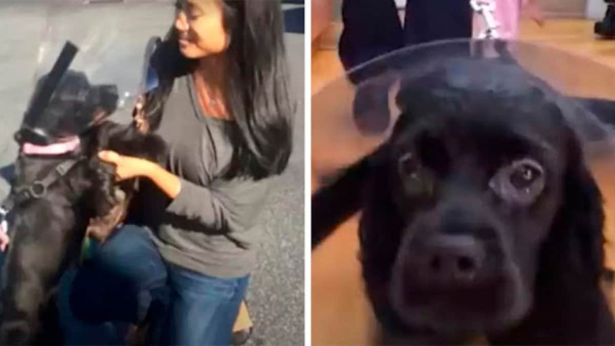 Perro ciego mira a su mamá por primera vez después de una cirugía