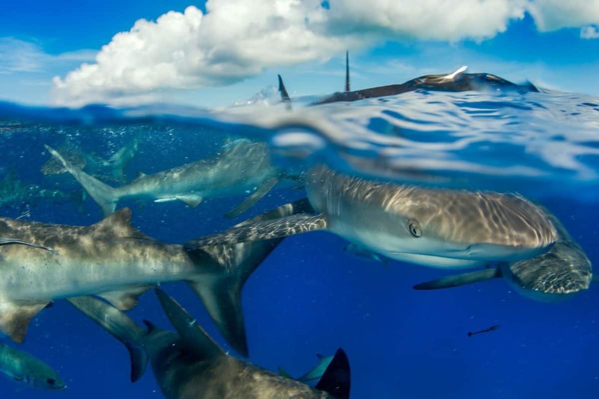 Con eventos virtuales y presenciales celebran durante julio el mes del tiburón en Quintana Roo