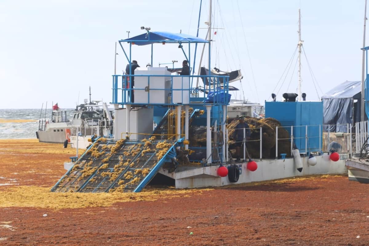 Gobierno del Estado, SEMAR y sociedad civil trabajan en conjunto para limpiar el sargazo de las playas