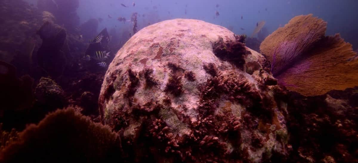 Tiemblen hoteles de Quintana Roo: Semarnat actualiza límite de descarga de aguas residuales