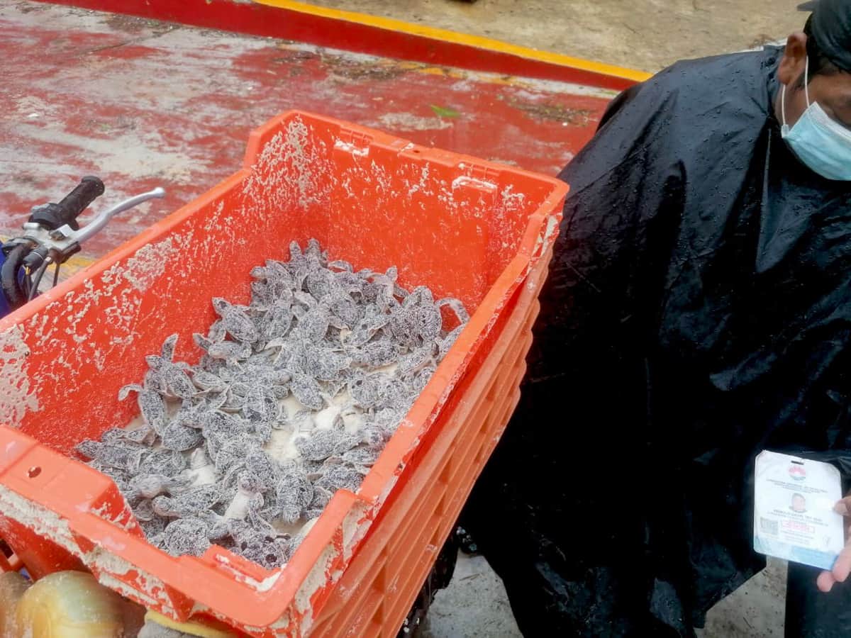 VIDEO: Sujetos se llevaron tortugas en pleno huracán, afirmaron ser de Protección Civil