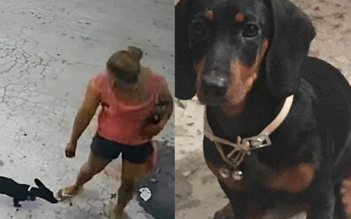 VIDEO: Perrita salchicha "Leah" se sale de casa y mujer se la lleva en la Colosio