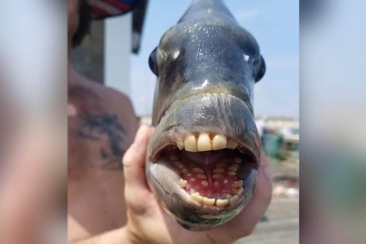 Así luce el pez que tiene ‘dientes humanos’ capturado en Estados Unidos