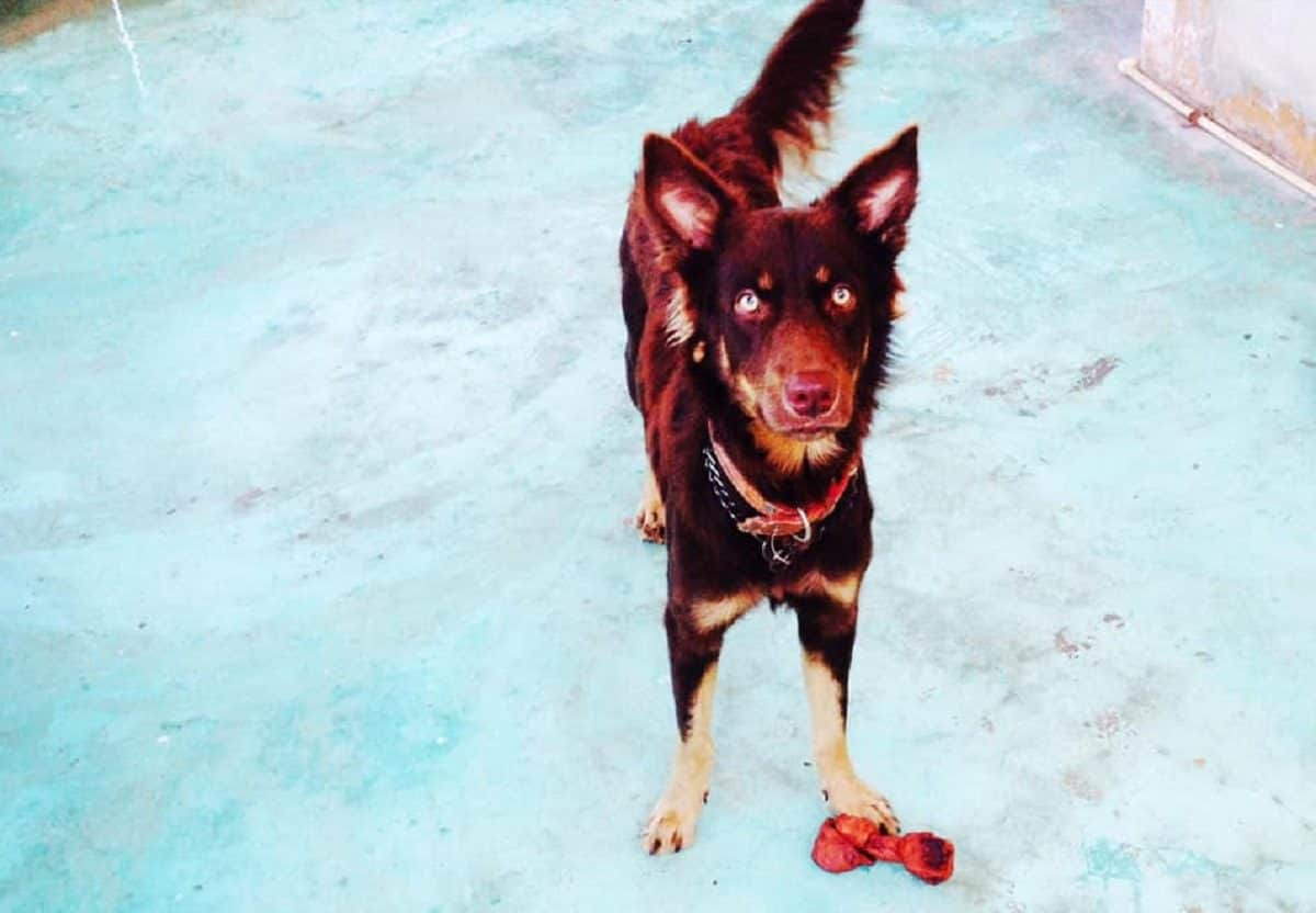 Piden justicia para el perrito "Zeus"; murió tras golpiza con un bate en Chetumal