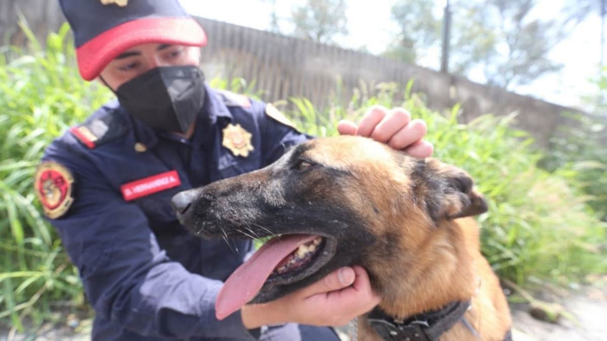 Policía de CDMX combate la delincuencia con caninos que detectan explosivos y drogas