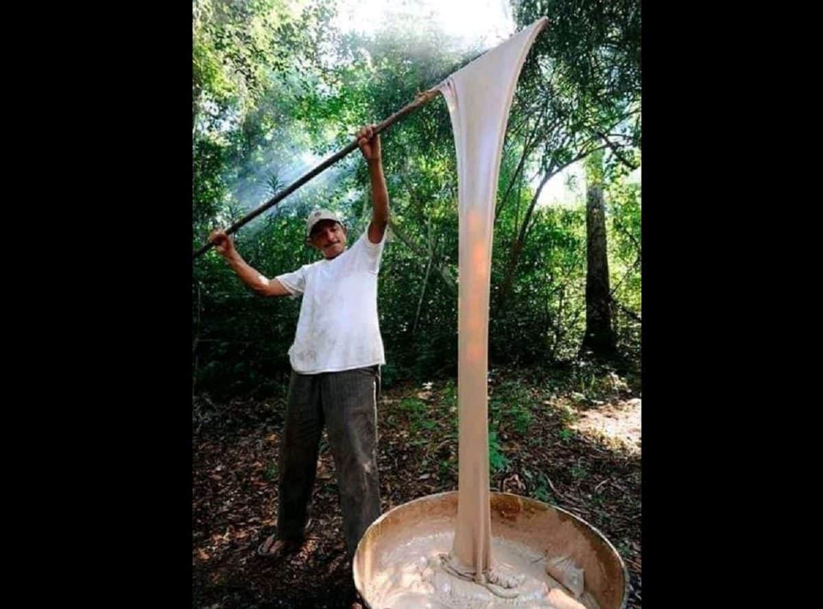 De los mayas para el mundo: la producción de chicle natural