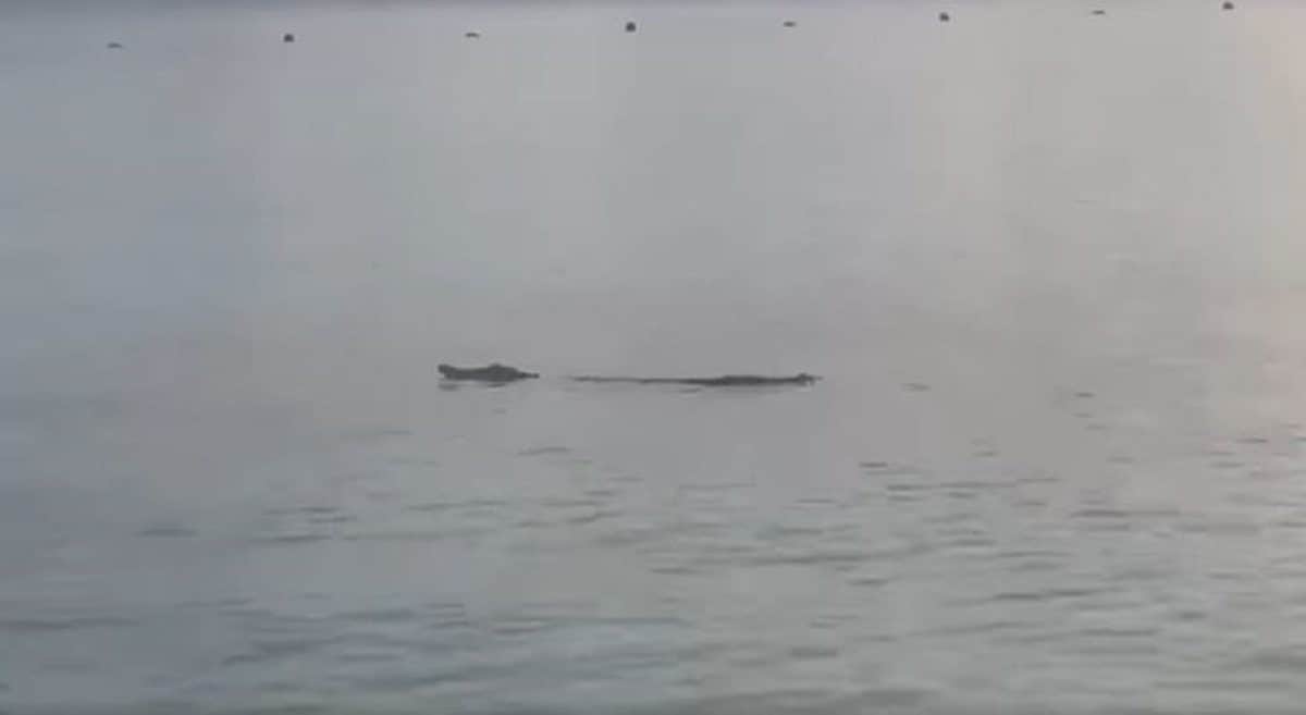 VIDEO: Captan a cocodrilo en la playa, frente al hotel Presidente en Cancún