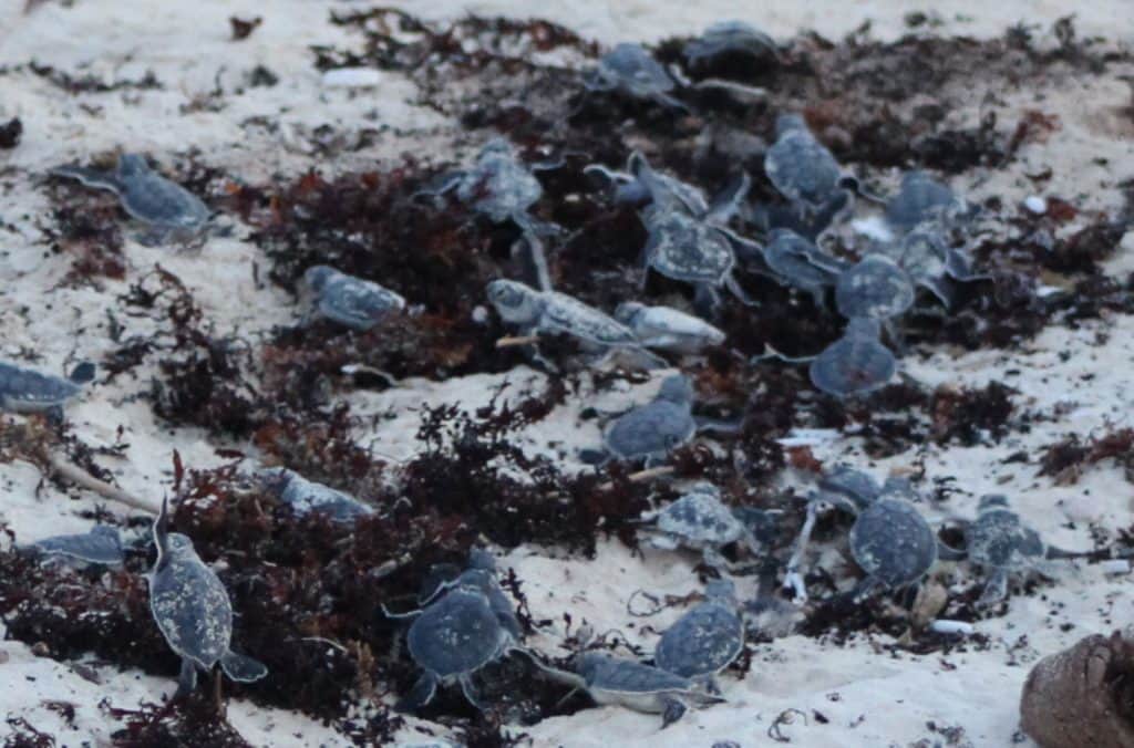 POR EL SARGAZO las tortuguitas están muriendo en Cozumel