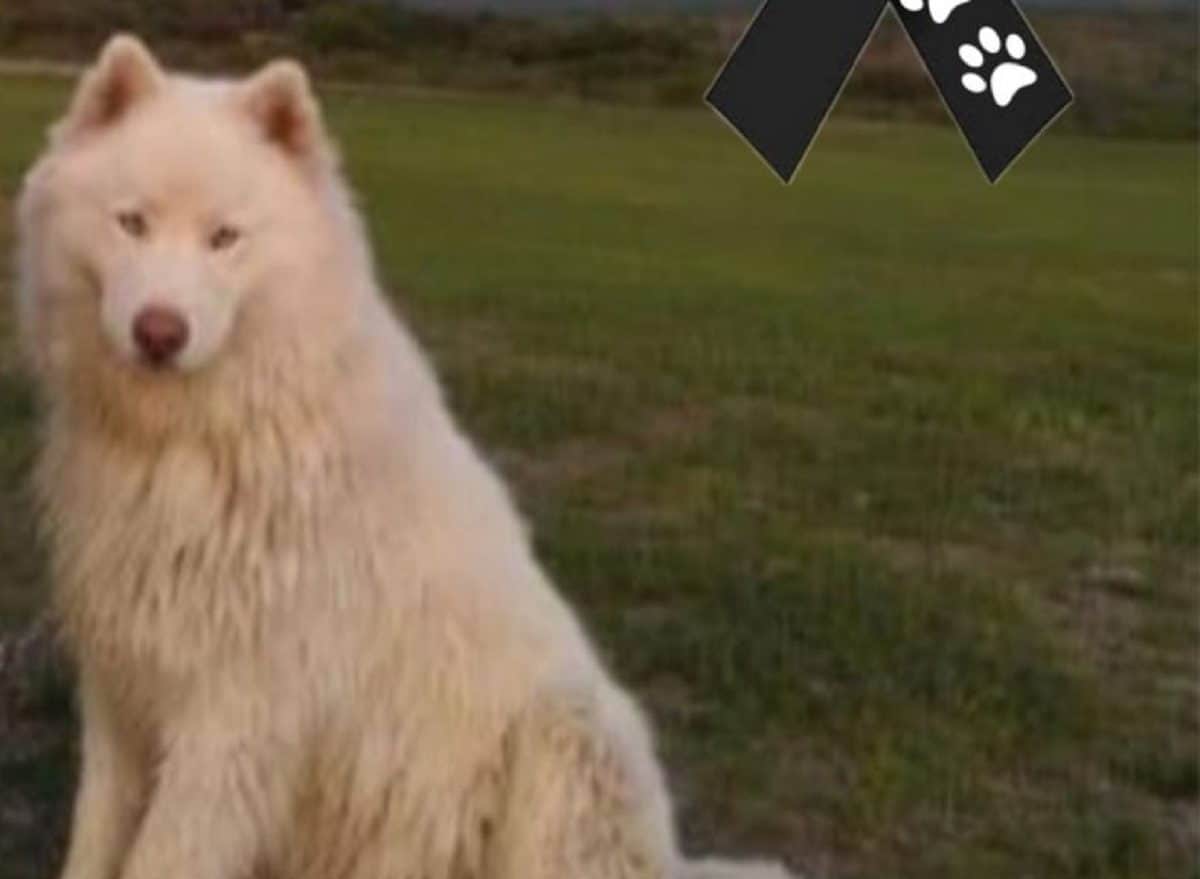 Piden justicia para "Alpha"; hombre amarró al perro a las vías para que tren lo arrollara