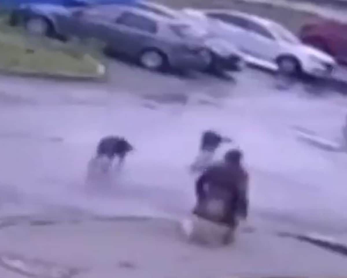 VIDEO: Hombre en silla de ruedas enfrenta a jauría de perros para proteger a su mascota y se vuelve viral