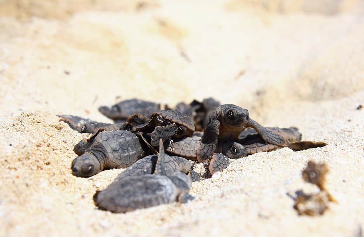 Nacen casi 8 mil tortuguitas en Puerto Morelos durante esta temporada