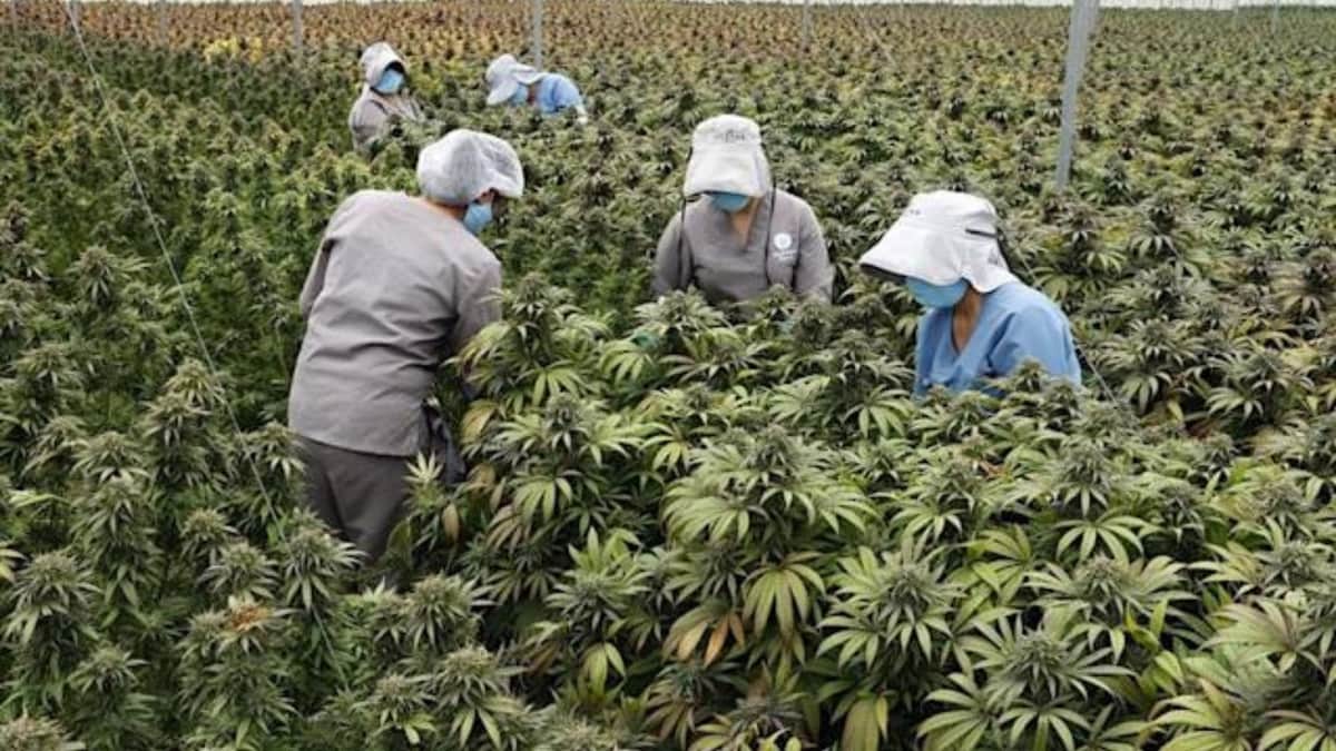 Colombia apunta al cannabis medicinal como un impulsor multimillonario de las exportaciones