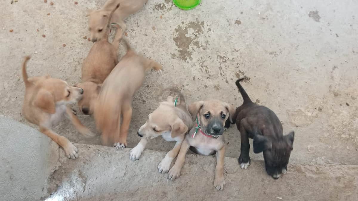Playenses buscan hogar temporal para cachorros abandonados; los enviarán a Canadá