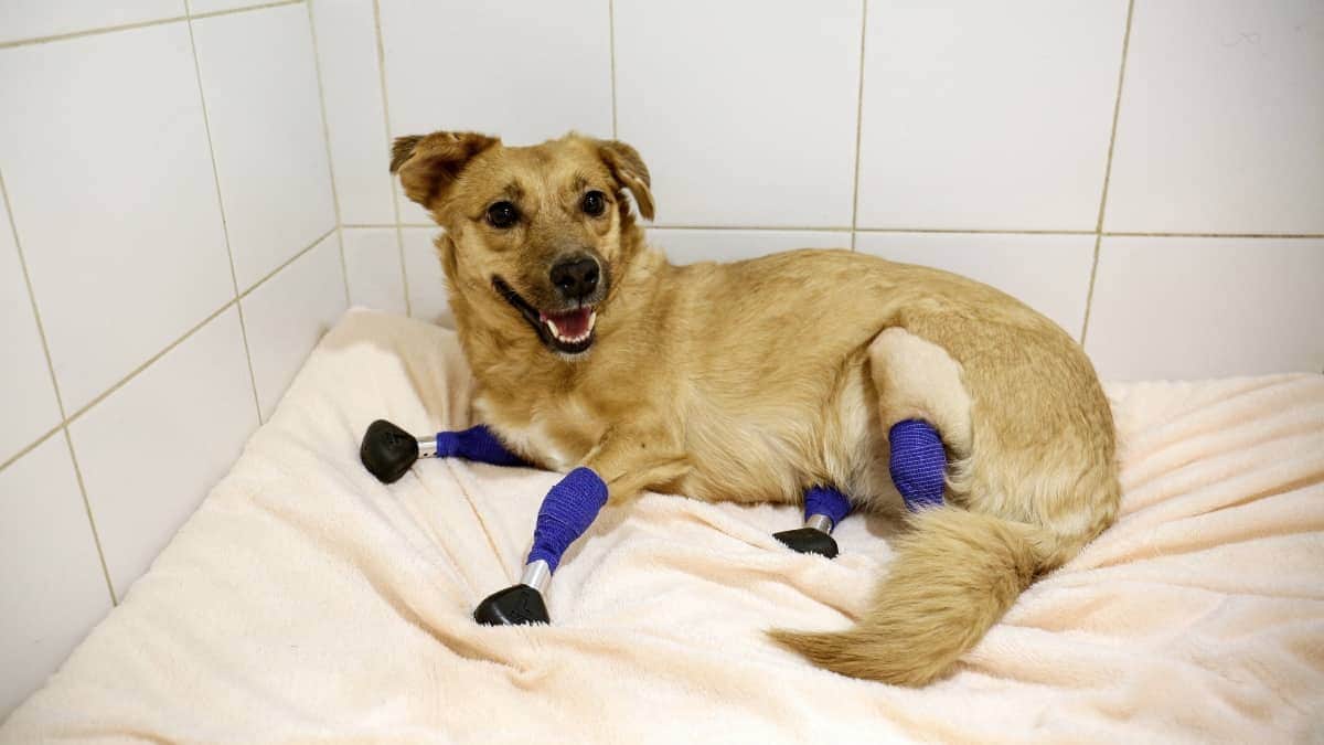 Perrita rusa vuelve a caminar gracias a prótesis