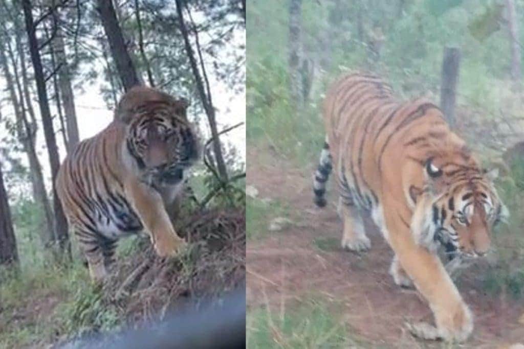 VIDEO IMPACTANTE: Buscan a tigre suelto en carretera de Jalisco, se está alimentando de perros