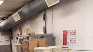 VIDEO: Captan plaga de ratas en restaurante de pollo frito