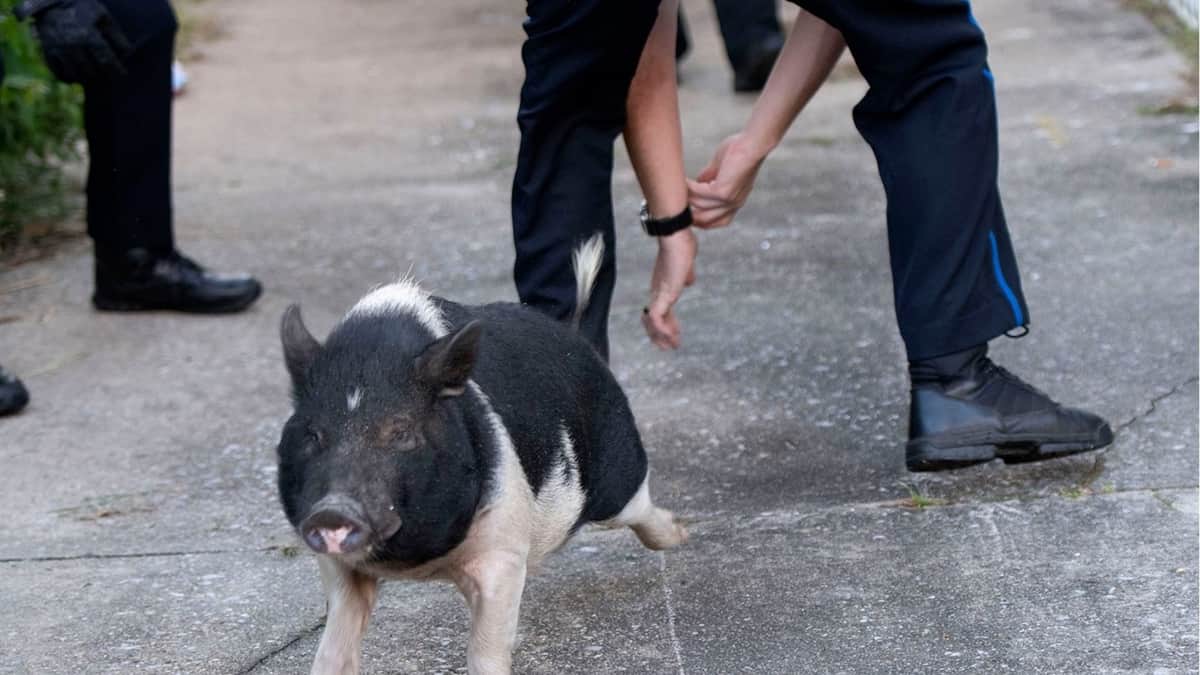 FOTOS: Cerdito protagoniza una persecución policial y se convierte en meme