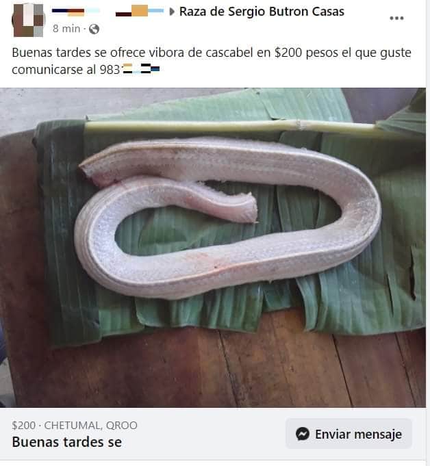 Venden carne de víbora en redes sociales de Chetumal
