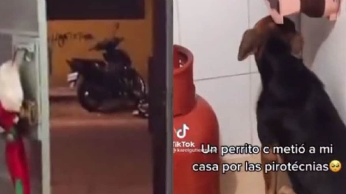 VIDEO: Perrito se esconde en casa de un desconocido huyendo de la pirotecnia