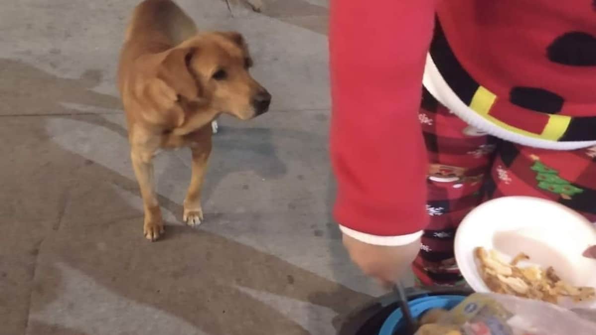 ¡Conmovedor! Casa hogar regalará cena navideña para perritos callejeros