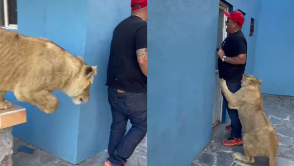 VIDEO: León "ataca" a hombre asustado que toca la puerta, su reacción se vuelve viral