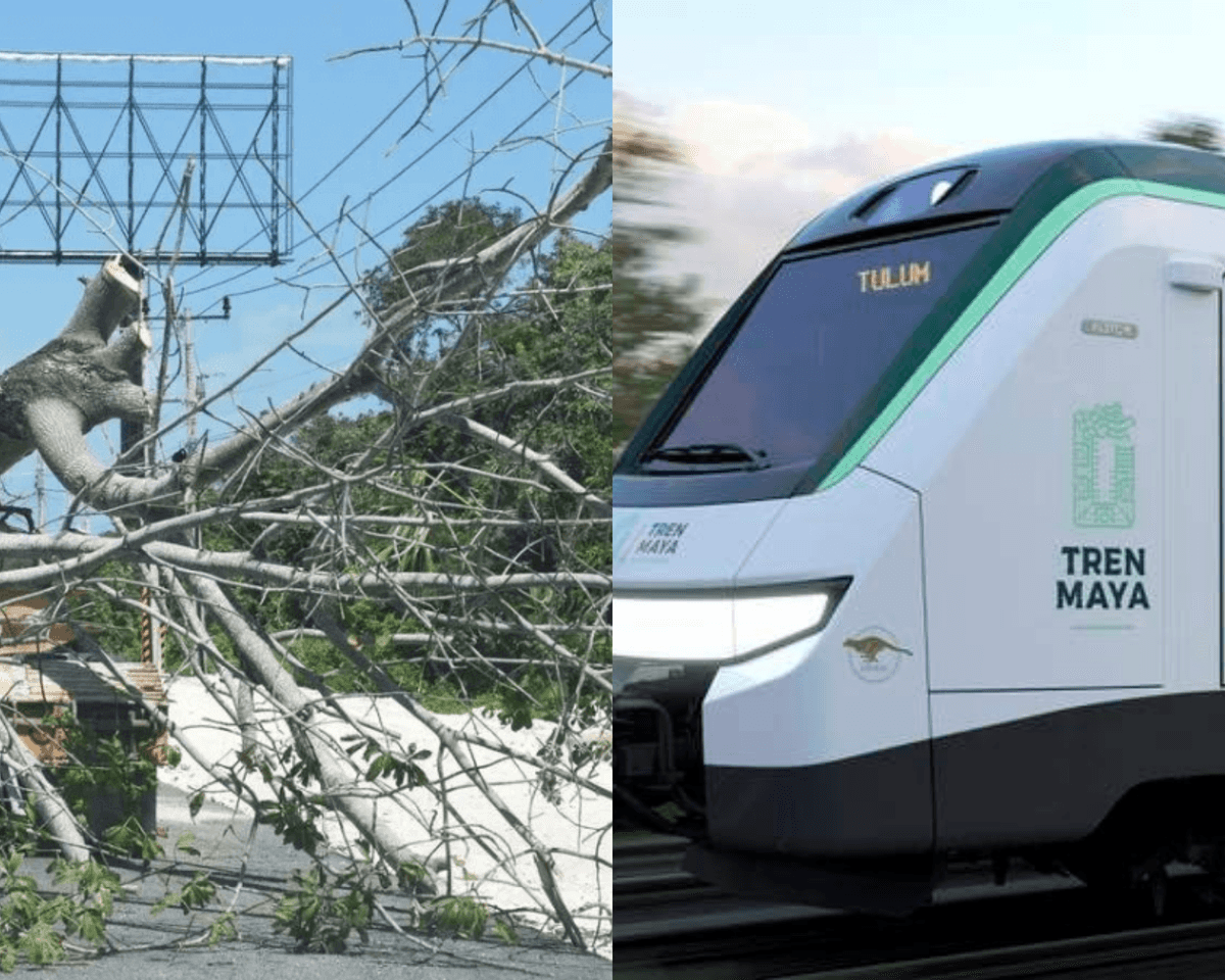 TREN MAYA EN PLAYA DEL CARMEN: Fonatur tiene 500 millones de arbolitos para resarcir los talados tras cambio de trazo