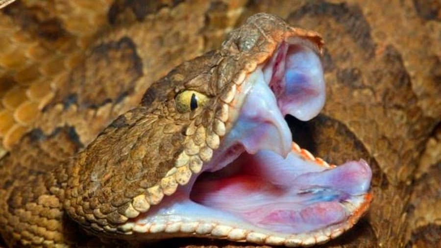 Serpiente venenosa muerde a niña en Felipe Carrillo Puerto; está grave