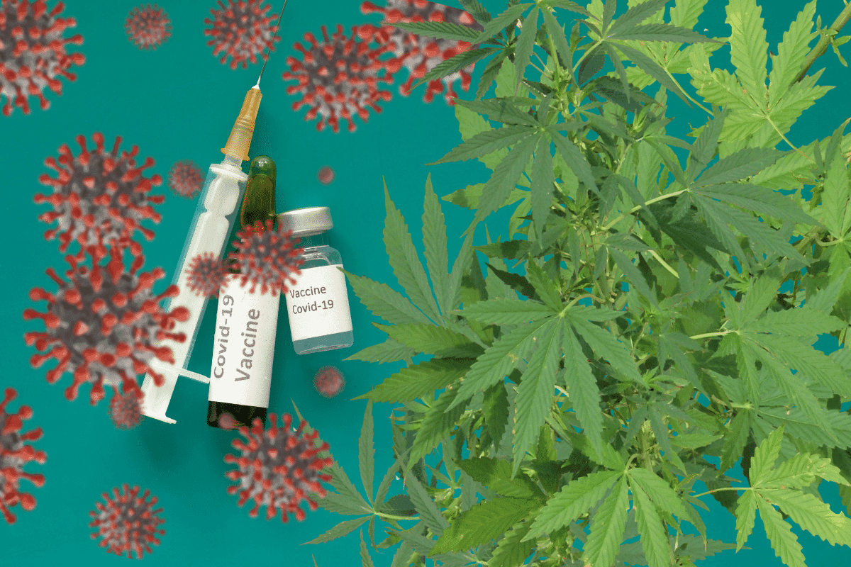 Ácidos en cannabis pueden evitar infecciones por COVID, revela universidad de EE.UU