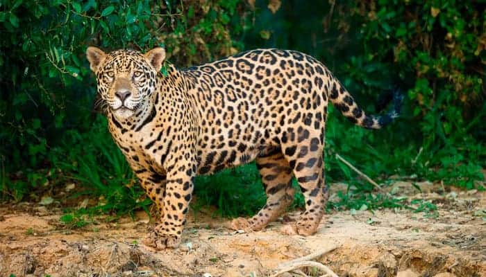 Así será el Parque Nacional del Jaguar en Tulum