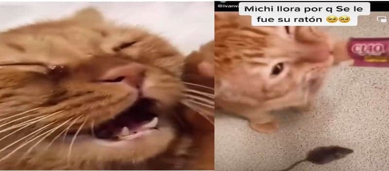 Vídeo viral de gato que llora porque se le escapó su ratón
