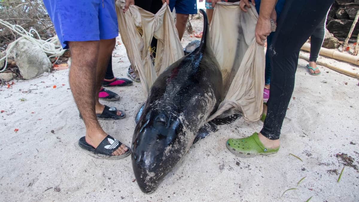 Mueren tres orcas pigmeas que recalaron en la costa de Yucatán