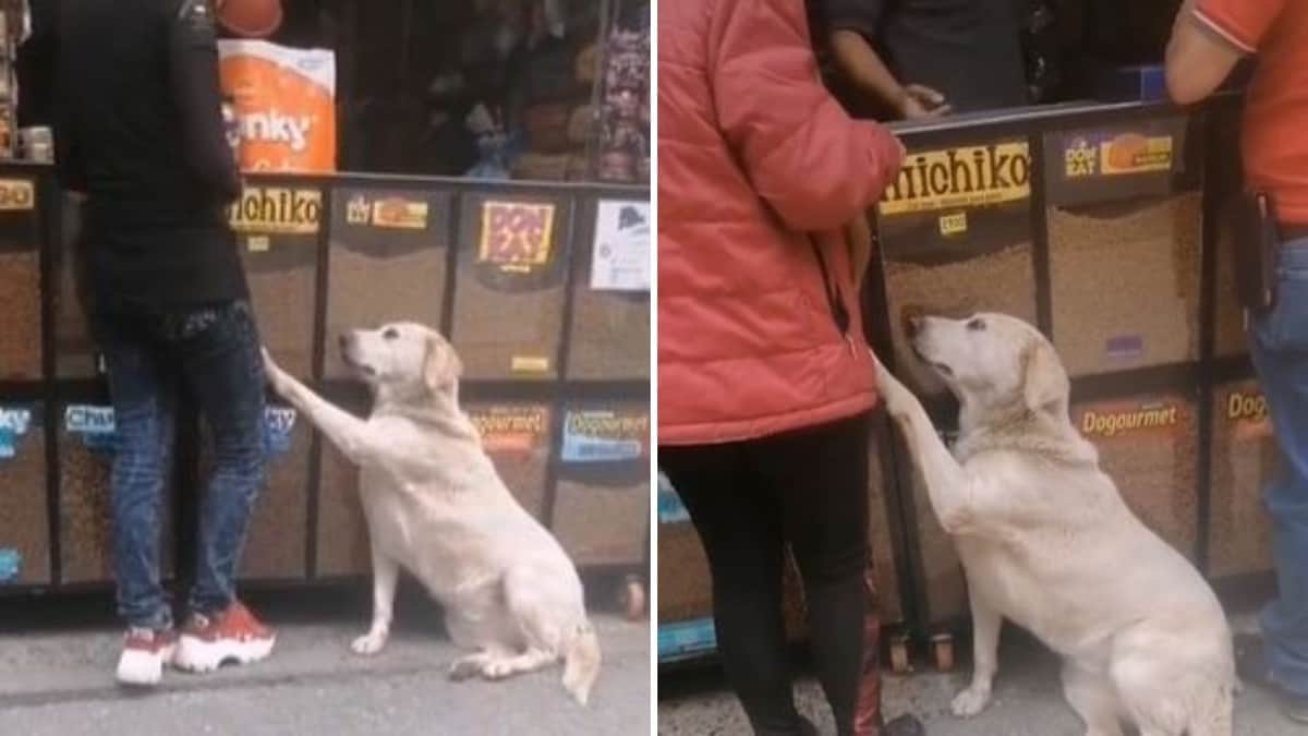 VIDEO: Perrito callejero se hace 'la víctima' para que clientes de un negocio le compren croquetas