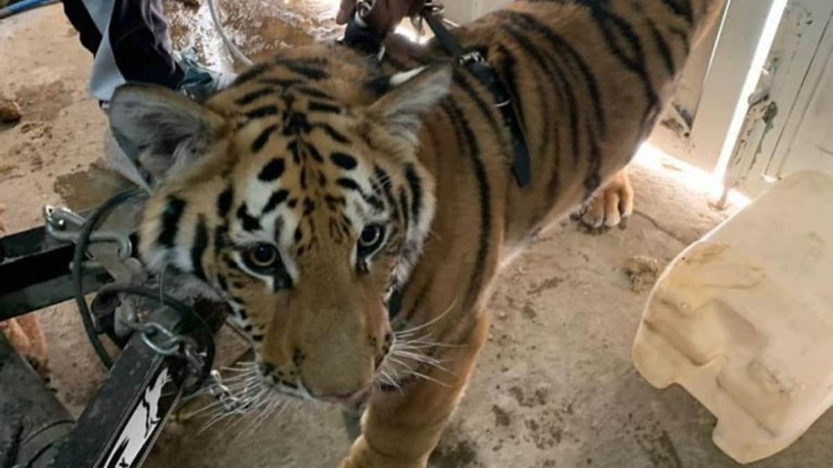 Rescatan a tigre de bengala hacinado en vivienda de Edomex