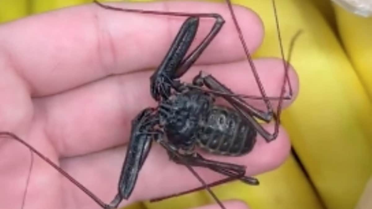 VIDEO: Tiktoker comparte misterioso descubrimiento en unos plátanos que asusta a los espectadores