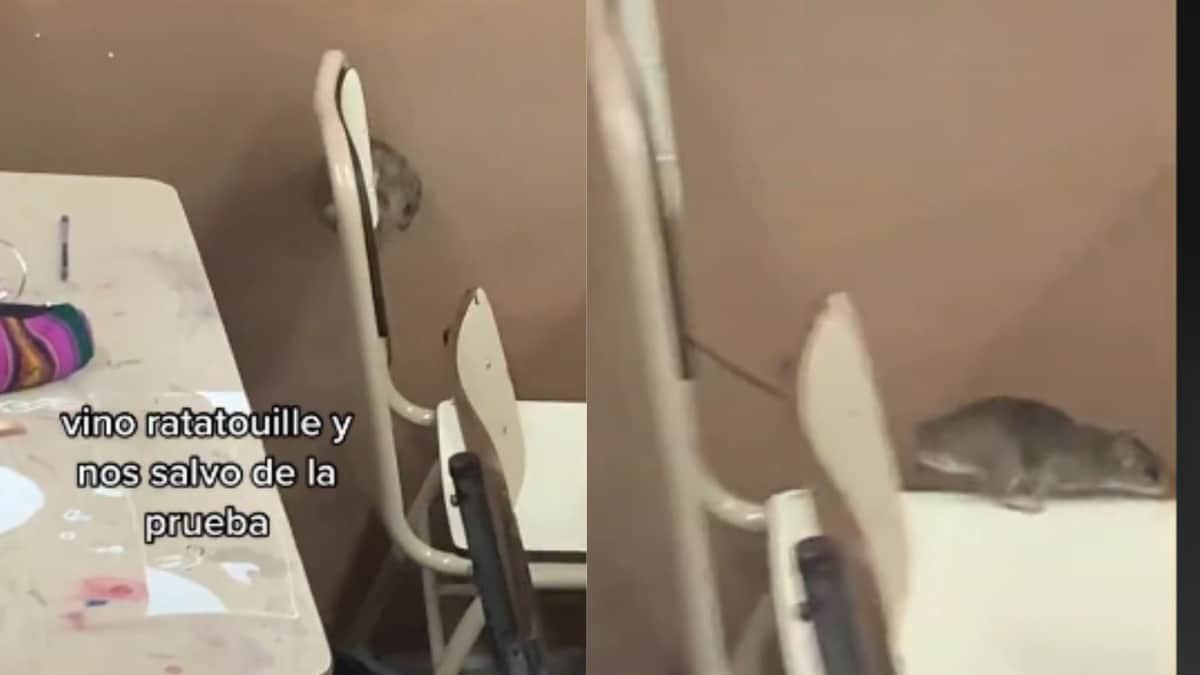 Video: Ratón se infiltra en salón de clase y "salva" a los alumnos del examen