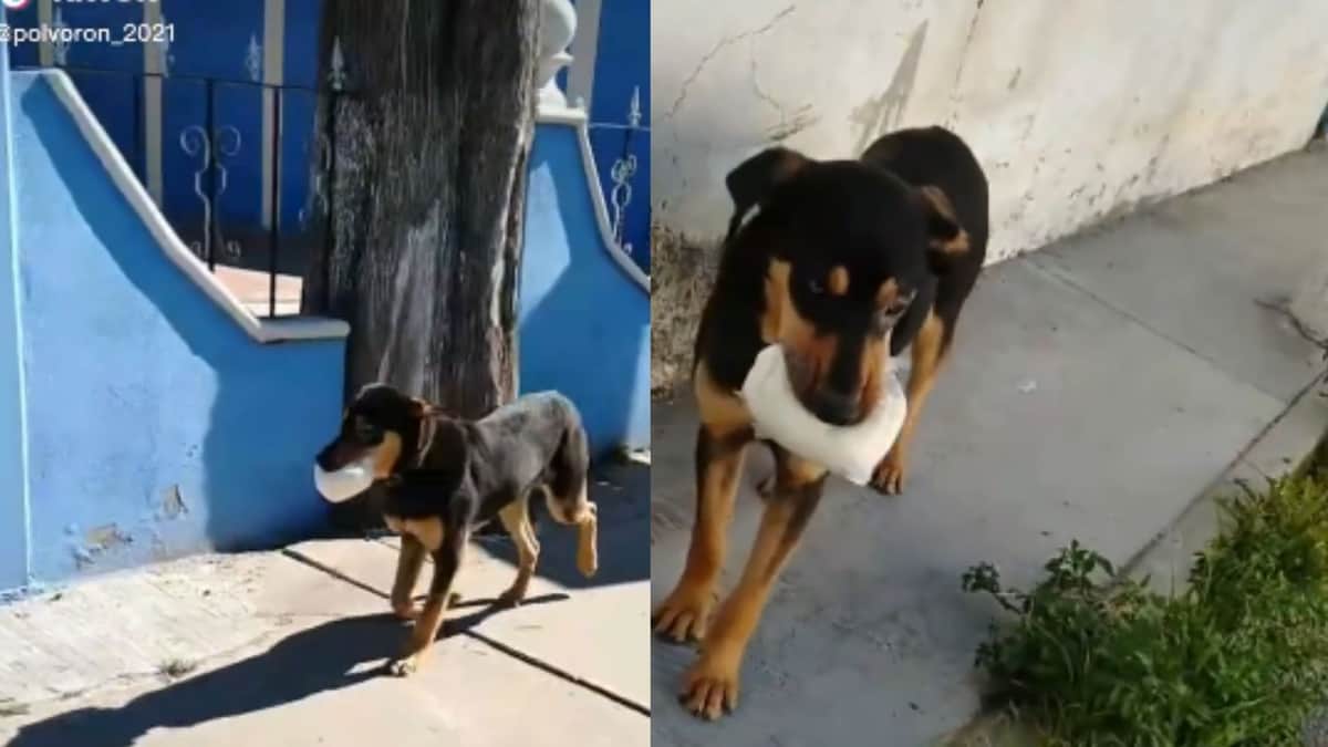 Video: Captan a perrito huyendo con queso que le quitó a una vendedora