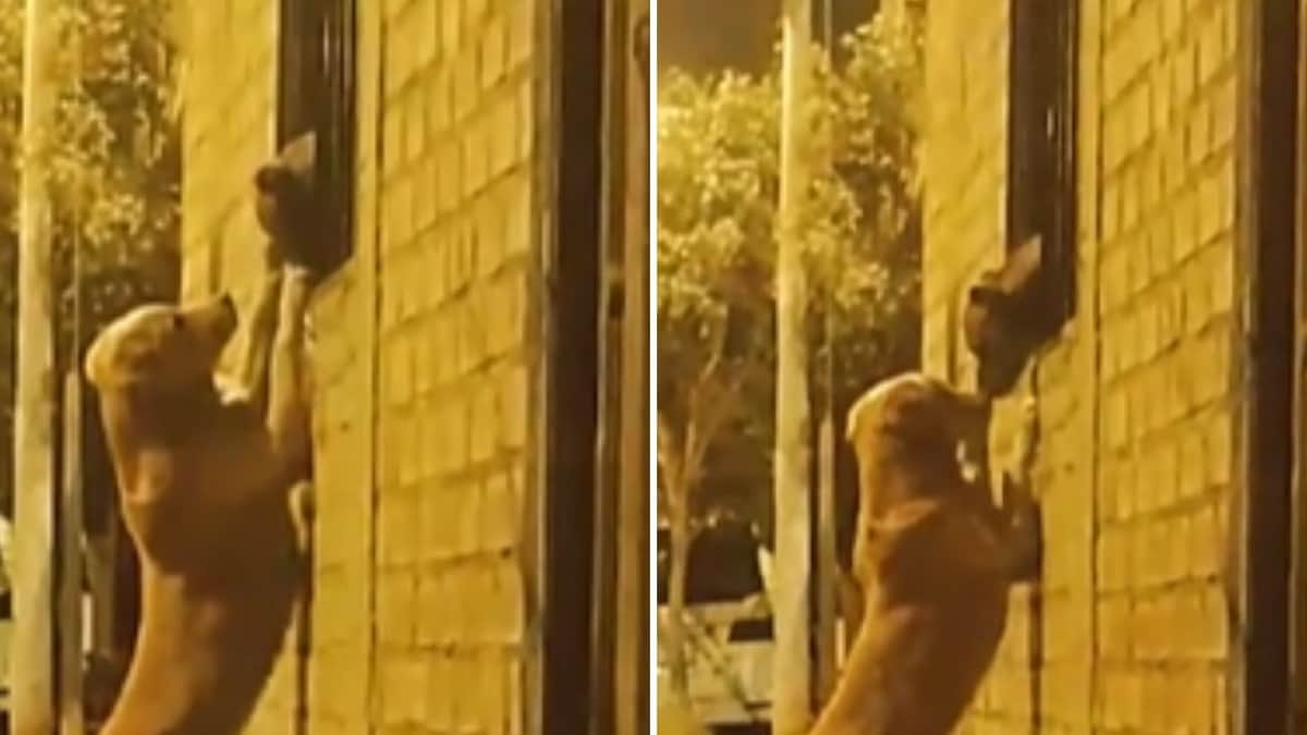 VIDEO: Como Romeo y Julieta, perrito va a la ventana de su novia para visitarla