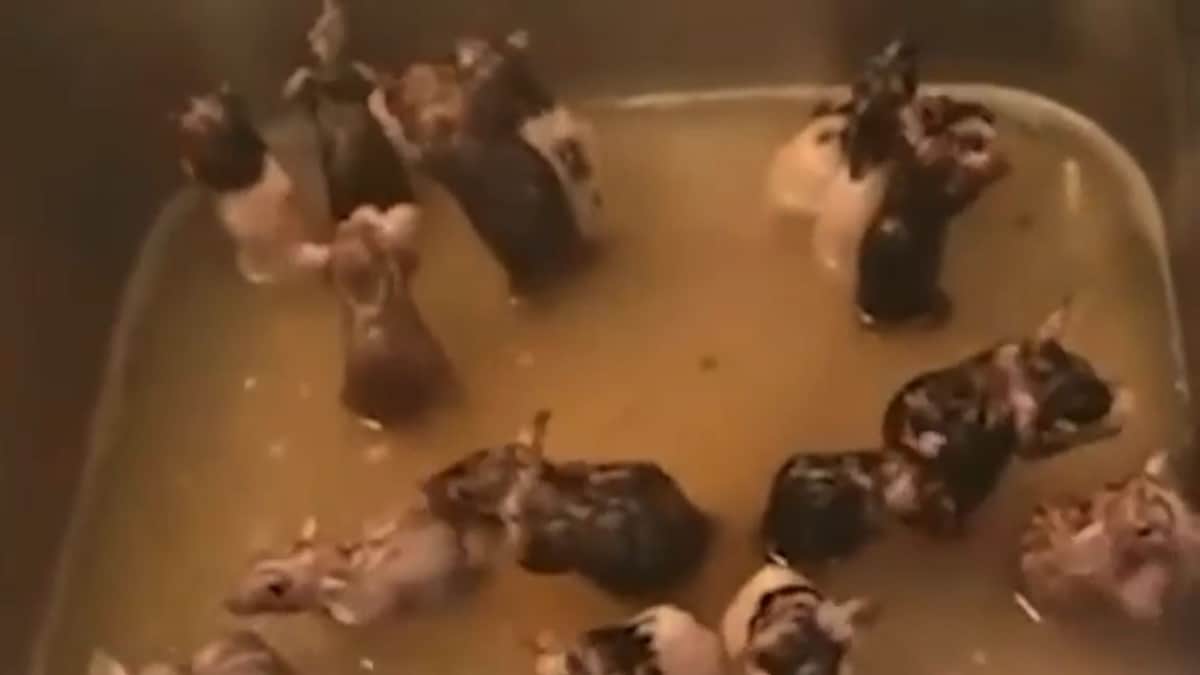 VIDEO: Mujer cría 50 ratas como mascotas y hasta las baña en su cocina