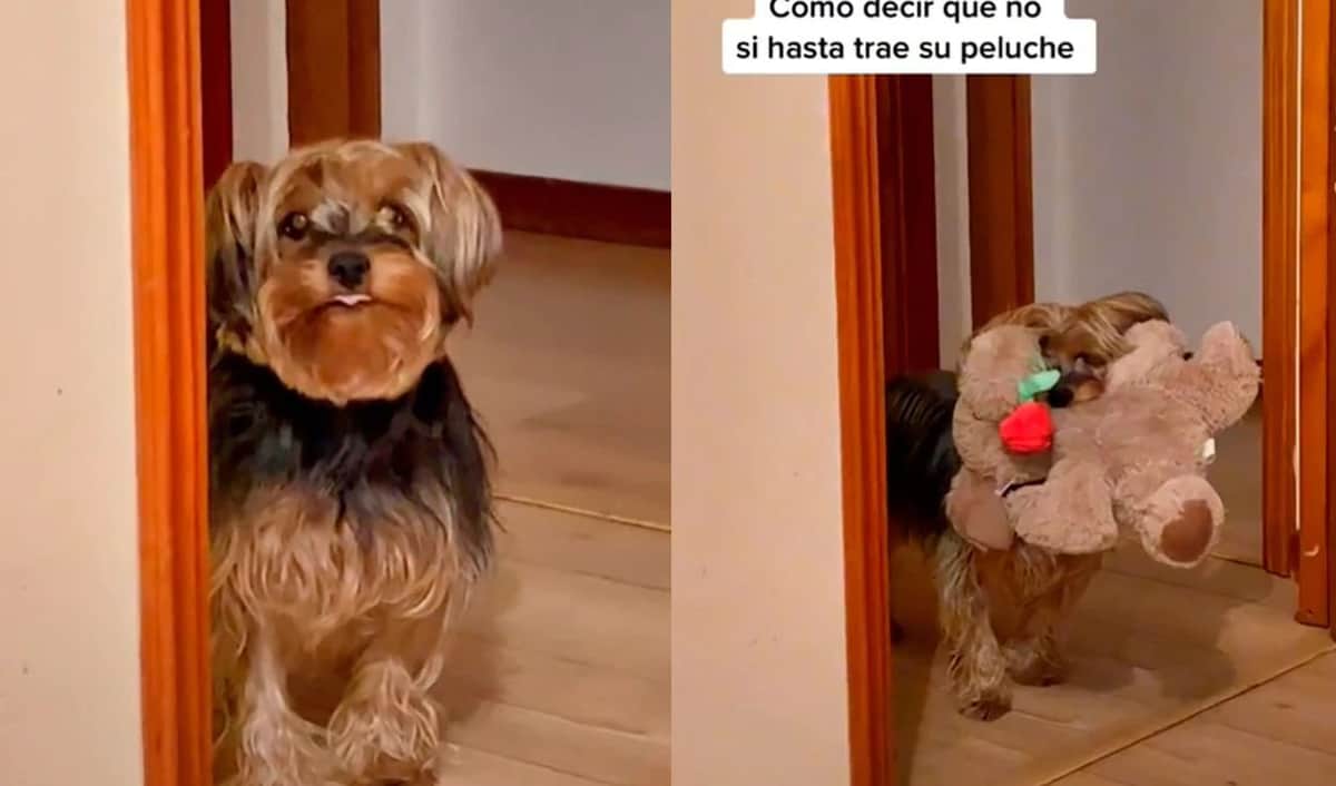Video: Perrito lleva peluche al cuarto de su dueña para convencerla de dormir con ella