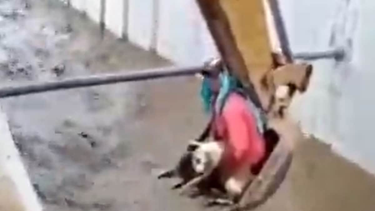 VIDEO: Obrero en retroexcavadora rescata a perrito que estaba por ahogarse en un canal de agua