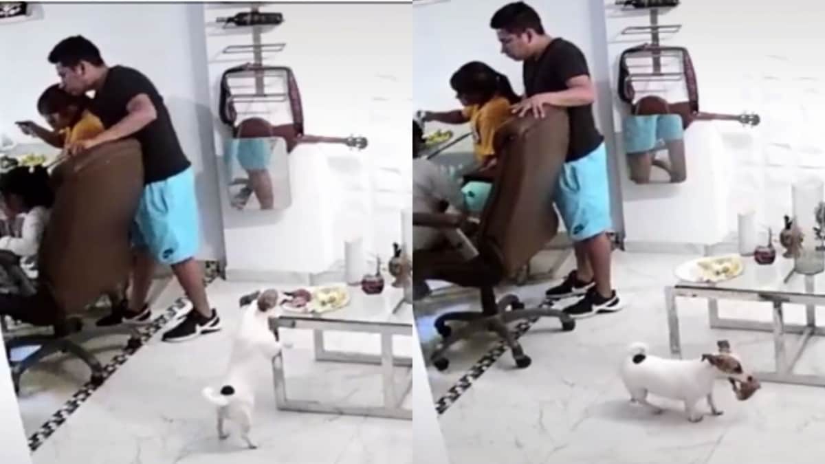 Video: Lomito aprovecha distracción de su dueño y se "roba" pieza de pollo