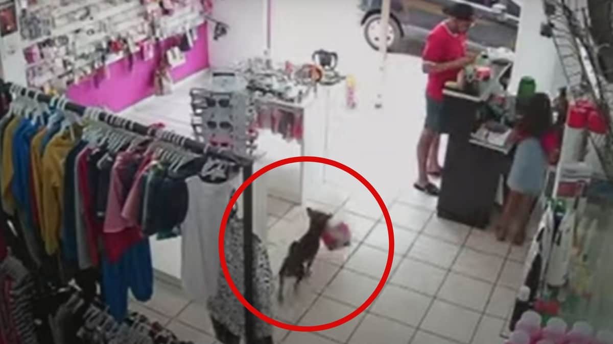 VIDEO: Cámaras captan a un 'ladrón de peluches', era un perrito