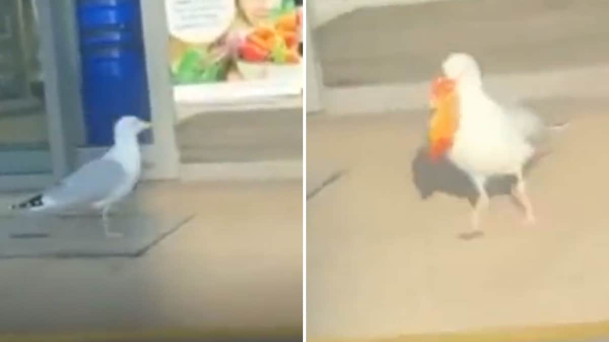 Video: Capta a "gaviota ladrona", se ha robado varios snacks de una tienda